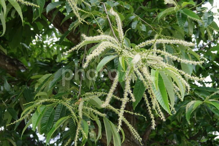 栗の花 栗の花,クリの花,栗の写真素材