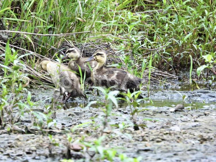 川辺を歩く3羽のコガモ 鳥,野鳥,カモの写真素材
