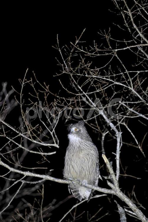 シマフクロウ シマフクロウ,野鳥,天然記念物の写真素材