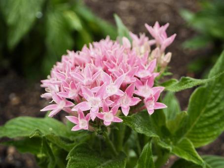Pentas Flower, JPG Pentas Flower, JPG