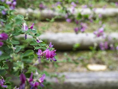 散歩道を彩る萩の花 散歩道を彩る萩の花の写真