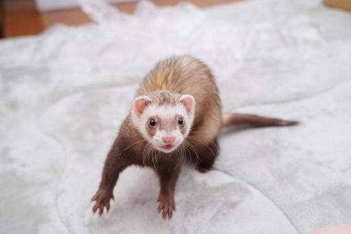 遊ぶの大好き！ フェレット,マーシャルフェレット,かわいいの写真素材
