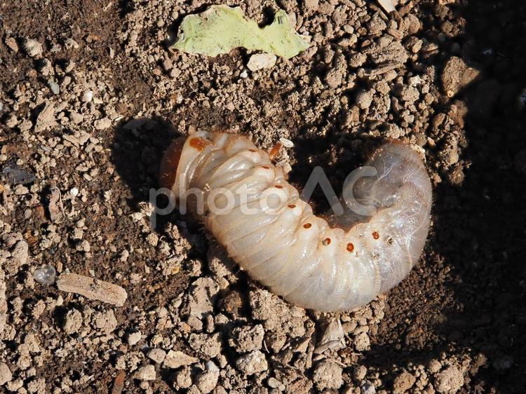 カブトムシの幼虫 カブトムシ,幼虫,冬の写真素材