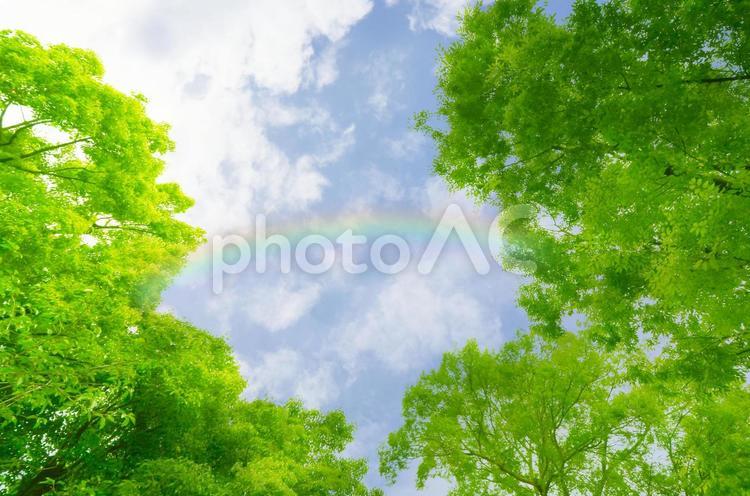 森林浴のイメージテクスチャ_リラックスする雨上がりの虹と青空の散歩風景 虹,森林浴,森の写真素材