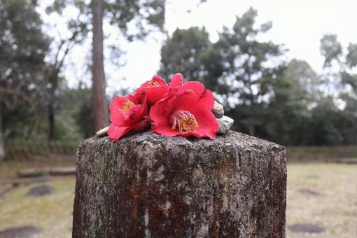 Camellia, JPG Camellia, JPG