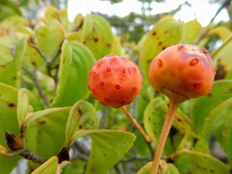 【花の写真】ヤマボウシの実 ヤマボウシ,山法師,実の写真素材