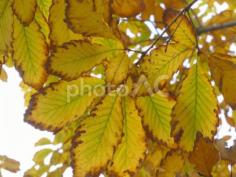 住宅街の公園で色づき始めたコナラの葉 コナラ,葉,植物の写真素材