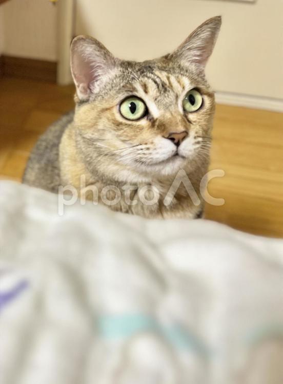 テキストスペース・茶キジ猫の顔アップ 猫,ふわふわ,キジネコの写真素材