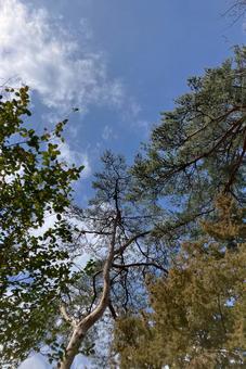青空と木々の写真