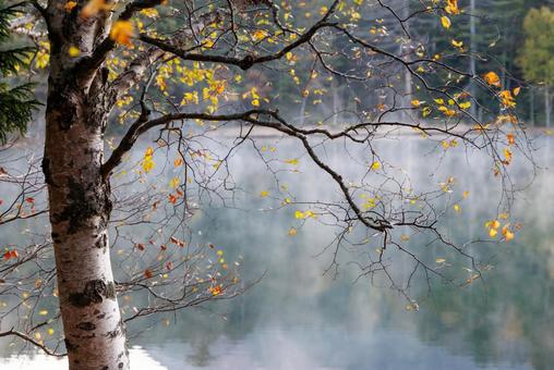 葉の散った白樺 葉の散った白樺 葉の散った白樺,白樺,紅葉の写真素材