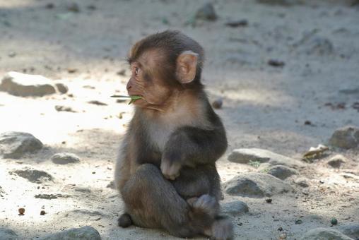 Child monkey, উপ-উল্লুক, বাচ্চা, kodomo, JPG