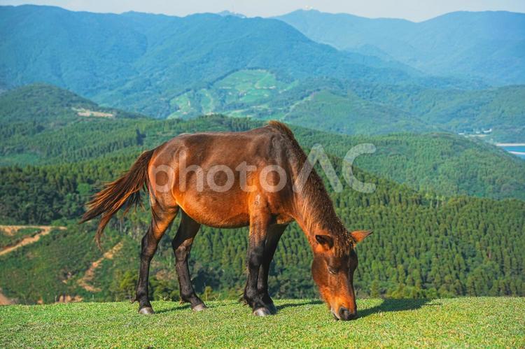 都井岬　馬3 馬,動物,サラブレッドの写真素材