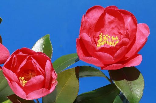 ツバキの花 花木,椿,赤色の写真素材