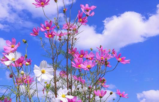 秋晴れの青空に映えるピンクの秋桜の花 秋晴れの青空に映えるピンクの秋桜の花の写真