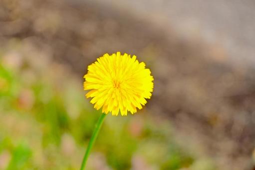 たんぽぽ たんぽぽ,花,草の写真素材