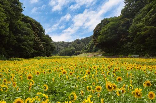 谷戸一面被ったひまわりの花 谷戸一面被ったひまわりの花の写真