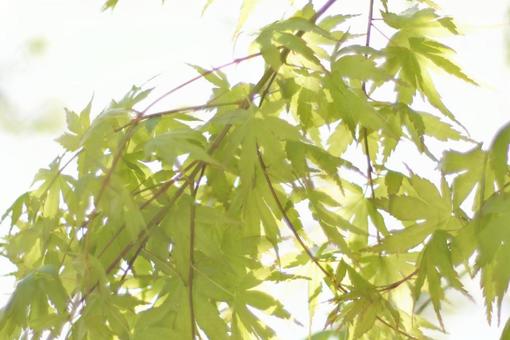 もみじ もみじの写真