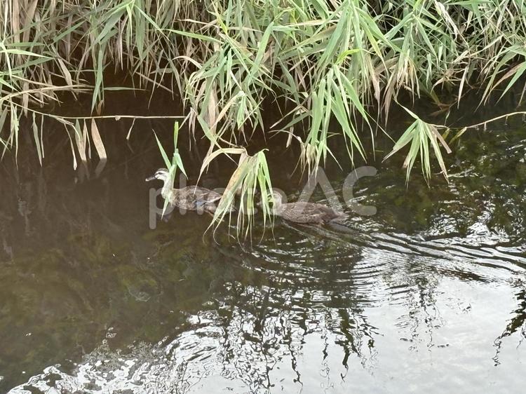 2羽の鴨 2羽の鴨,平戸永谷川,風景の写真素材