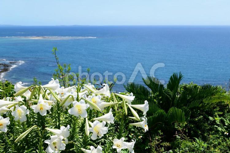 青い海と白いユリの花 海,花,ユリの写真素材