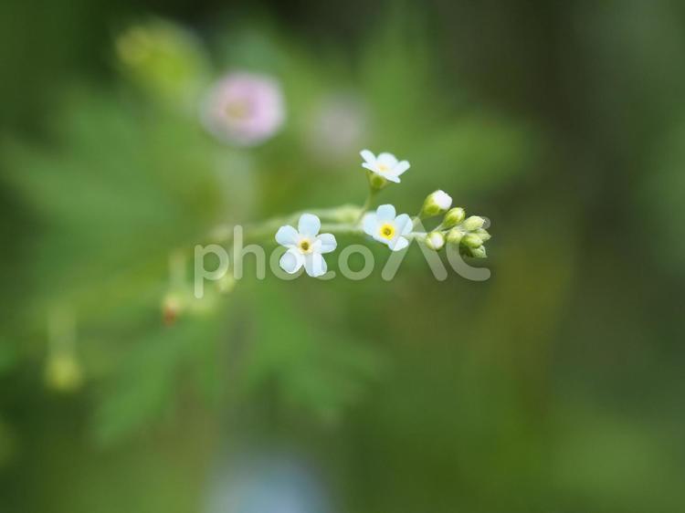 キュウリグサ キュウリグサ,春,自然の写真素材