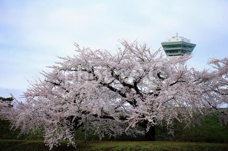 函館五稜郭タワーと美しい桜 晴天,サクラ,風景の写真素材
