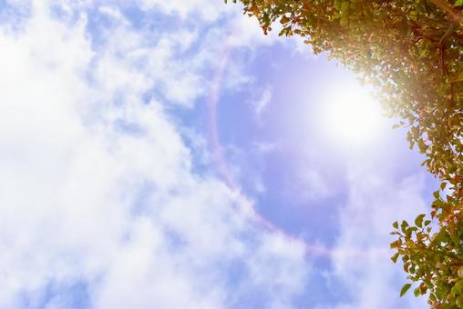 初夏の木々と太陽の光 初夏の木々と太陽の光の写真