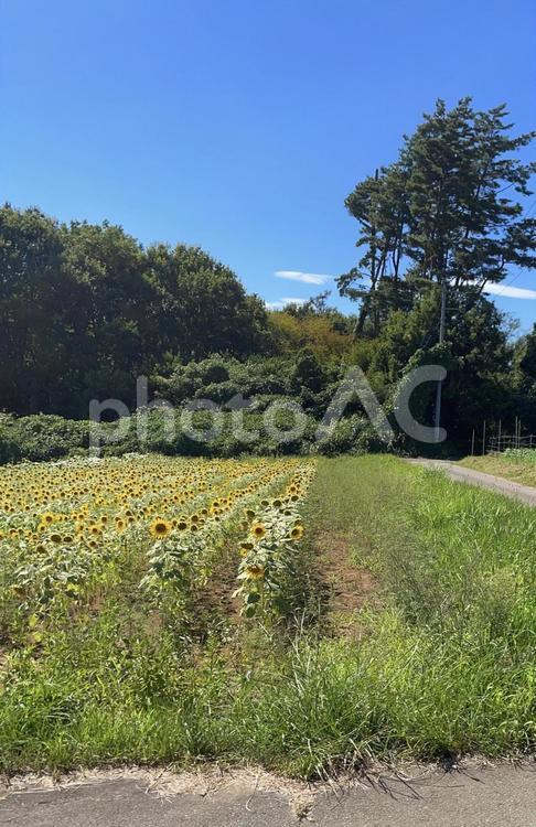 道端のひまわり畑 ひまわり,畑,花の写真素材