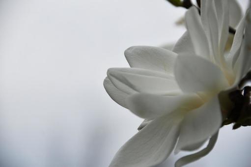 ハクモクレン（白木蓮） ハクモクレン,白,白木蓮の写真素材