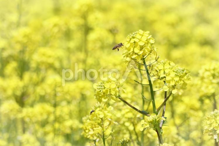 蜂と菜の花畑 春,なのはな,アブラナの写真素材