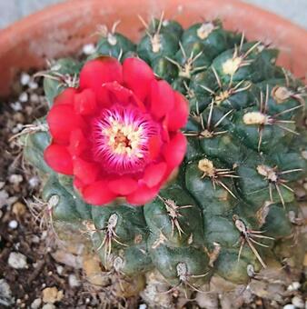 サボテンの花 サボテンの花の写真