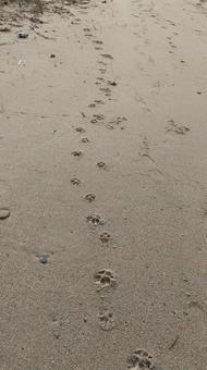 足跡　肉球　砂浜の写真