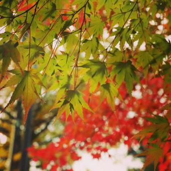 緑のカエデと赤いカエデ 緑のカエデと赤いカエデの写真