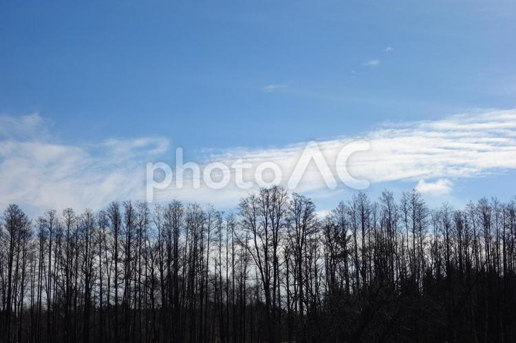 早春の空と並木1 空,樹木,青空の写真素材