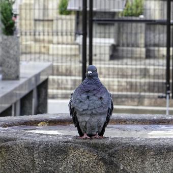 鳩イメージ素材 鳩イメージ素材の写真
