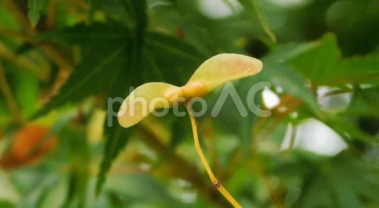 もみじの緑の翼果 翼果,よくか,もみじの写真素材