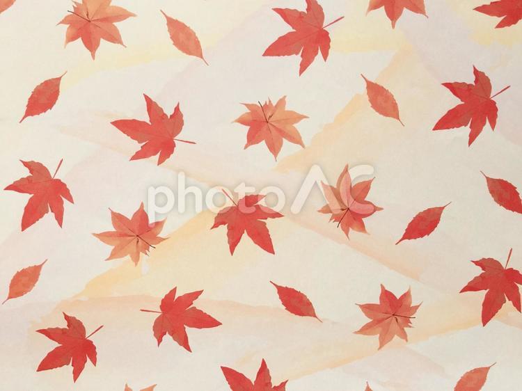 もみじ模様 秋,もみじ,紅葉の写真素材