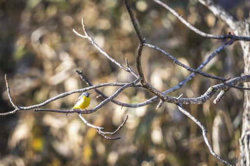 冬枝にとまる小さな黄色い鳥 野鳥,小鳥,鳥の写真素材