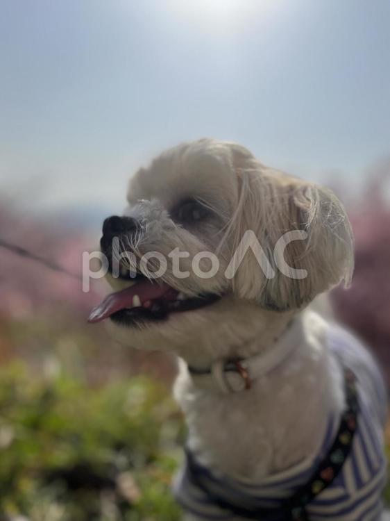かわいいマルシー犬の斜めから画像 犬,イヌ,いぬの写真素材