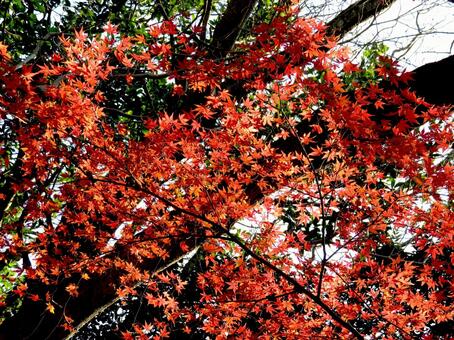 林道を歩いていて見つけた冬の紅葉風景 紅葉,葉,枝の写真素材