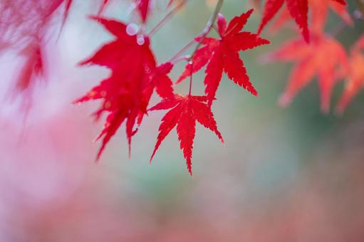 鮮やかに紅葉したモミジの葉 紅葉,もみじ,紅葉狩りの写真素材