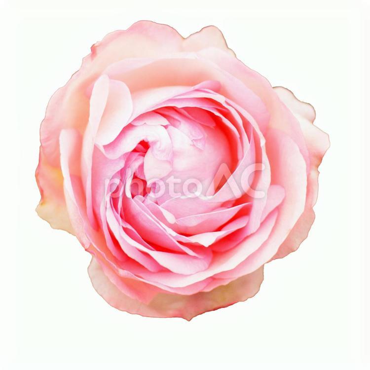 バラ　ピンク（切り抜きPSDあり） バラ,psd,背景透明の写真素材