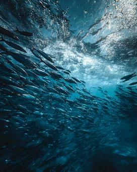 水中を埋め尽くすイワシの大群 水中を埋め尽くすイワシの大群の写真