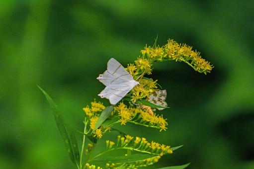 シロツバメエダシャク4 シロツバメエダシャク4の写真
