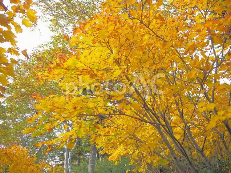 北海道神仙沼の紅葉 イチョウ,紅葉,秋の写真素材
