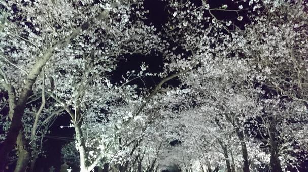 桜のライトアップ 桜のライトアップの写真