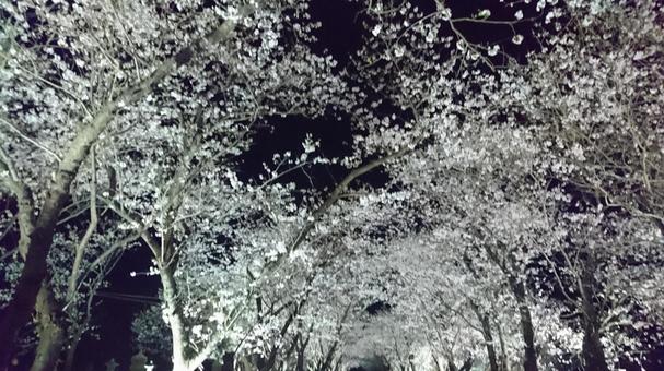 Cherry blossom light up, it is cold., design (decoration), outdoors, JPG