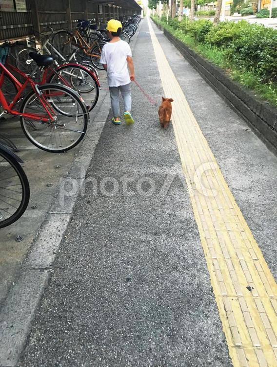 犬の散歩をする男の子 散歩,犬,ペットの写真素材