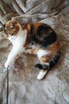 捕まえたにゃ 捕まえたにゃ 猫,遊び,遊び道具の写真素材