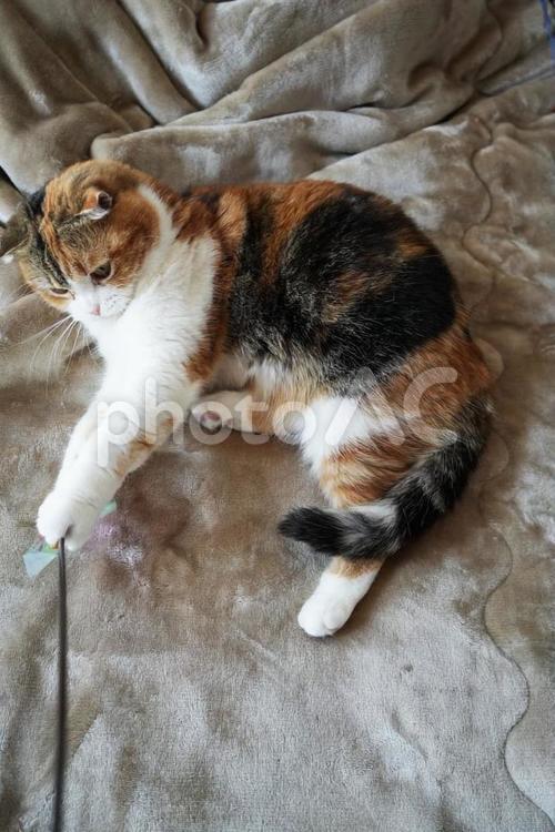 捕まえたにゃ 猫,遊び,遊び道具の写真素材