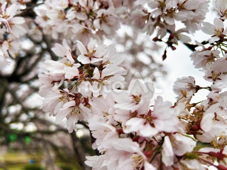 咲き乱れるサクラのクローズアップ サクラ,さくら,桜の写真素材